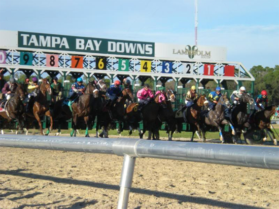 The Tampa Bay Downs Handicapper